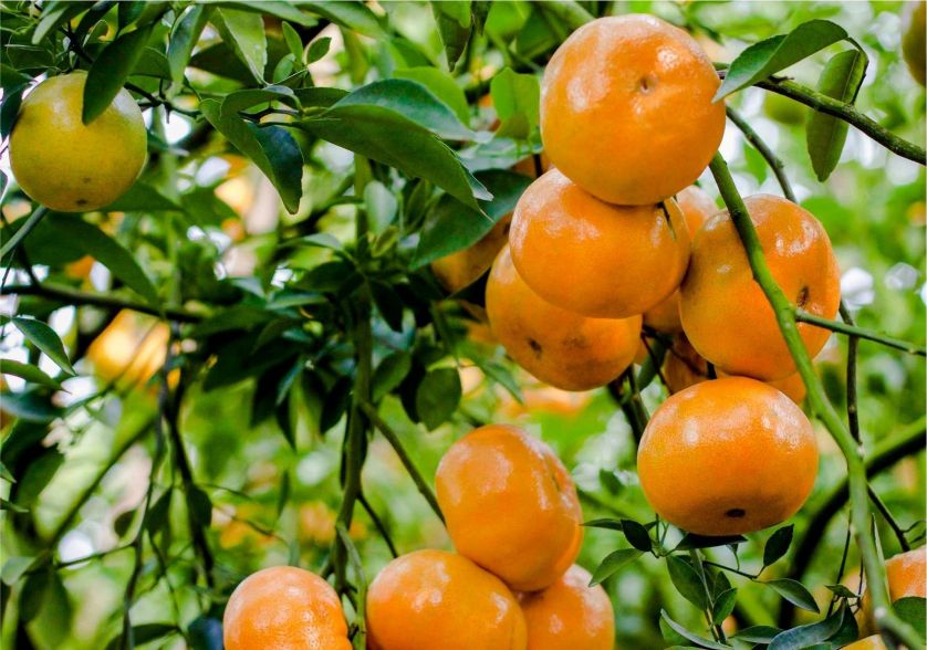 vườn quýt hồng lai vung